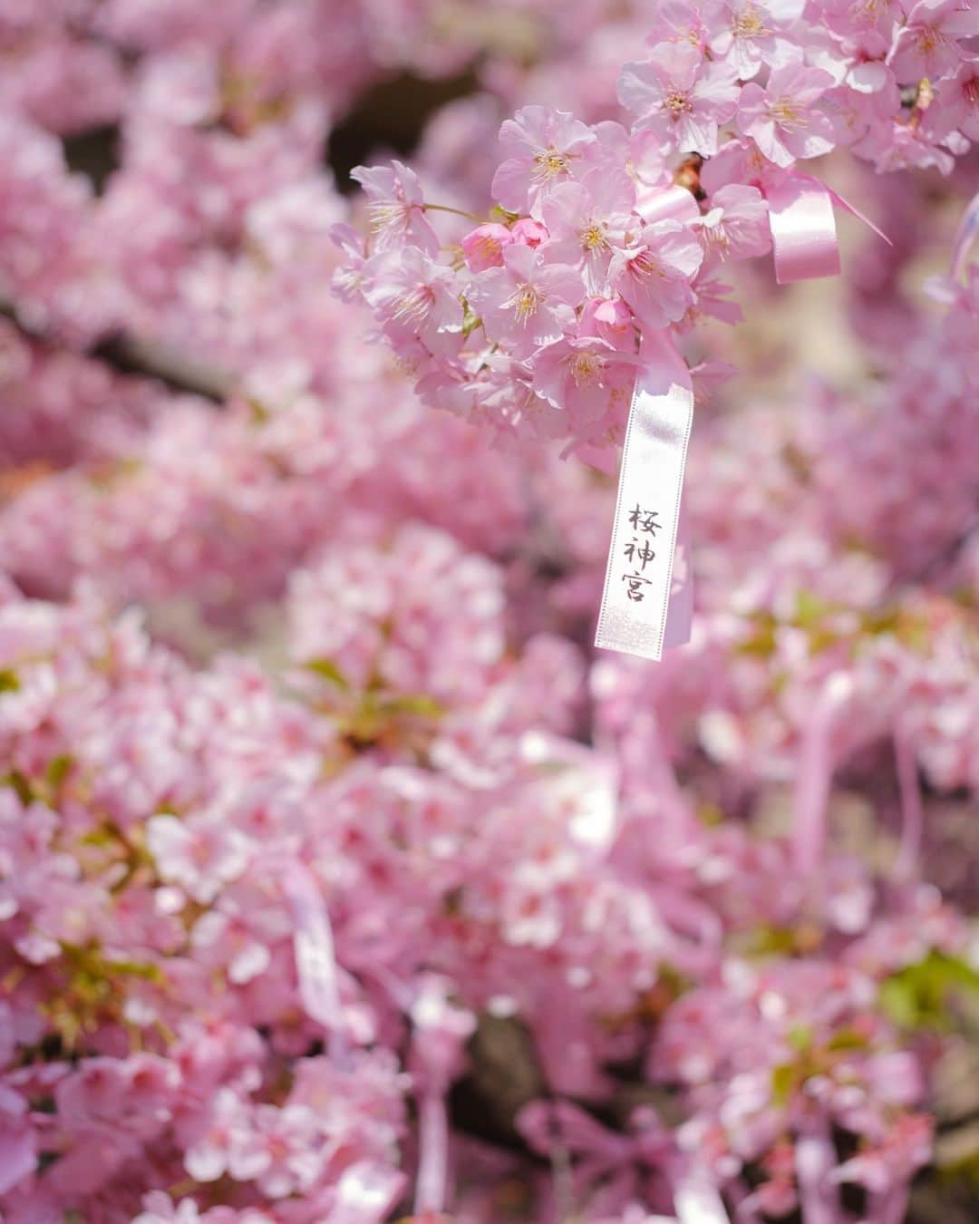 SHOCK EYEさんのインスタグラム写真 - (SHOCK EYEInstagram)「今まさに、 満開の河津桜が見頃の桜神宮🌸⛩  なんとも春らしい雰囲気に気持ちがあったくなるなあ＾＾  縁結びの桜の木には、可愛らしい桜色の花帯が巻かれていて、皆、思い思いの願い事を書いていたよ。  皆の願いが叶いますように☺️🙏  午前中の早い時間帯だったけど、桜を観に沢山の人が訪れていたよ。 よく見ると、社殿の桜の社紋もとても可愛らしい🌸  ここならではの参拝方法、 二拝四拍手一拝をして、、 今日が3月11日だからこそ、、 日々が平穏であることへの感謝、そして未来の安寧を祈願してきたよ🙏✨  #桜神宮 #桜新町 #河津桜 #神社 #神社巡り #japantravel #japantrip #fujifilm #gfx100s #xs10 #beautifuldestinations #discoverjapan #discoverearth #voyaged #awesome_photographers #IamATraveler #wonderful_places #japanphoto #japanphotography #japan_of_insta #livingonearth #theglobewanderer」3月11日 12時57分 - shockeye_official