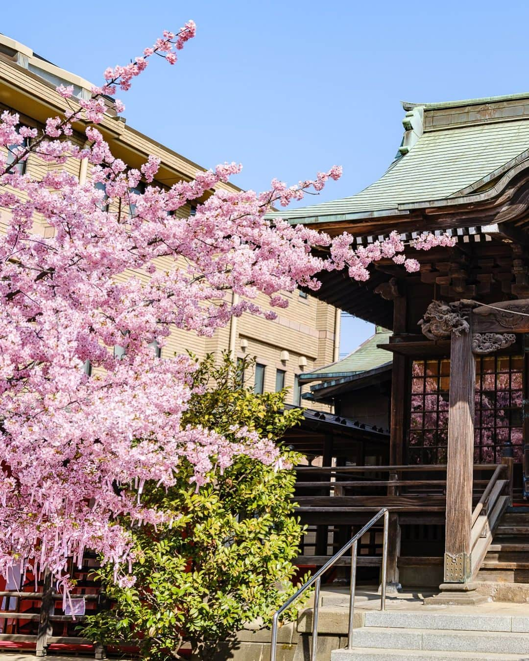 SHOCK EYEさんのインスタグラム写真 - (SHOCK EYEInstagram)「今まさに、 満開の河津桜が見頃の桜神宮🌸⛩  なんとも春らしい雰囲気に気持ちがあったくなるなあ＾＾  縁結びの桜の木には、可愛らしい桜色の花帯が巻かれていて、皆、思い思いの願い事を書いていたよ。  皆の願いが叶いますように☺️🙏  午前中の早い時間帯だったけど、桜を観に沢山の人が訪れていたよ。 よく見ると、社殿の桜の社紋もとても可愛らしい🌸  ここならではの参拝方法、 二拝四拍手一拝をして、、 今日が3月11日だからこそ、、 日々が平穏であることへの感謝、そして未来の安寧を祈願してきたよ🙏✨  #桜神宮 #桜新町 #河津桜 #神社 #神社巡り #japantravel #japantrip #fujifilm #gfx100s #xs10 #beautifuldestinations #discoverjapan #discoverearth #voyaged #awesome_photographers #IamATraveler #wonderful_places #japanphoto #japanphotography #japan_of_insta #livingonearth #theglobewanderer」3月11日 12時57分 - shockeye_official