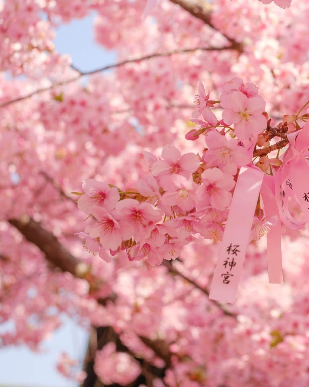 SHOCK EYEさんのインスタグラム写真 - (SHOCK EYEInstagram)「今まさに、 満開の河津桜が見頃の桜神宮🌸⛩  なんとも春らしい雰囲気に気持ちがあったくなるなあ＾＾  縁結びの桜の木には、可愛らしい桜色の花帯が巻かれていて、皆、思い思いの願い事を書いていたよ。  皆の願いが叶いますように☺️🙏  午前中の早い時間帯だったけど、桜を観に沢山の人が訪れていたよ。 よく見ると、社殿の桜の社紋もとても可愛らしい🌸  ここならではの参拝方法、 二拝四拍手一拝をして、、 今日が3月11日だからこそ、、 日々が平穏であることへの感謝、そして未来の安寧を祈願してきたよ🙏✨  #桜神宮 #桜新町 #河津桜 #神社 #神社巡り #japantravel #japantrip #fujifilm #gfx100s #xs10 #beautifuldestinations #discoverjapan #discoverearth #voyaged #awesome_photographers #IamATraveler #wonderful_places #japanphoto #japanphotography #japan_of_insta #livingonearth #theglobewanderer」3月11日 12時57分 - shockeye_official