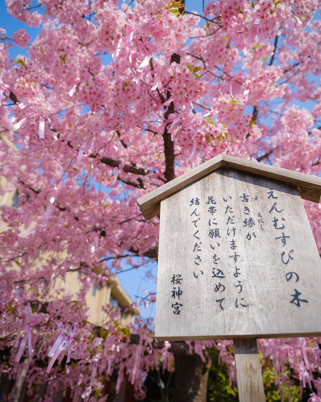 SHOCK EYEさんのインスタグラム写真 - (SHOCK EYEInstagram)「今まさに、 満開の河津桜が見頃の桜神宮🌸⛩  なんとも春らしい雰囲気に気持ちがあったくなるなあ＾＾  縁結びの桜の木には、可愛らしい桜色の花帯が巻かれていて、皆、思い思いの願い事を書いていたよ。  皆の願いが叶いますように☺️🙏  午前中の早い時間帯だったけど、桜を観に沢山の人が訪れていたよ。 よく見ると、社殿の桜の社紋もとても可愛らしい🌸  ここならではの参拝方法、 二拝四拍手一拝をして、、 今日が3月11日だからこそ、、 日々が平穏であることへの感謝、そして未来の安寧を祈願してきたよ🙏✨  #桜神宮 #桜新町 #河津桜 #神社 #神社巡り #japantravel #japantrip #fujifilm #gfx100s #xs10 #beautifuldestinations #discoverjapan #discoverearth #voyaged #awesome_photographers #IamATraveler #wonderful_places #japanphoto #japanphotography #japan_of_insta #livingonearth #theglobewanderer」3月11日 12時57分 - shockeye_official