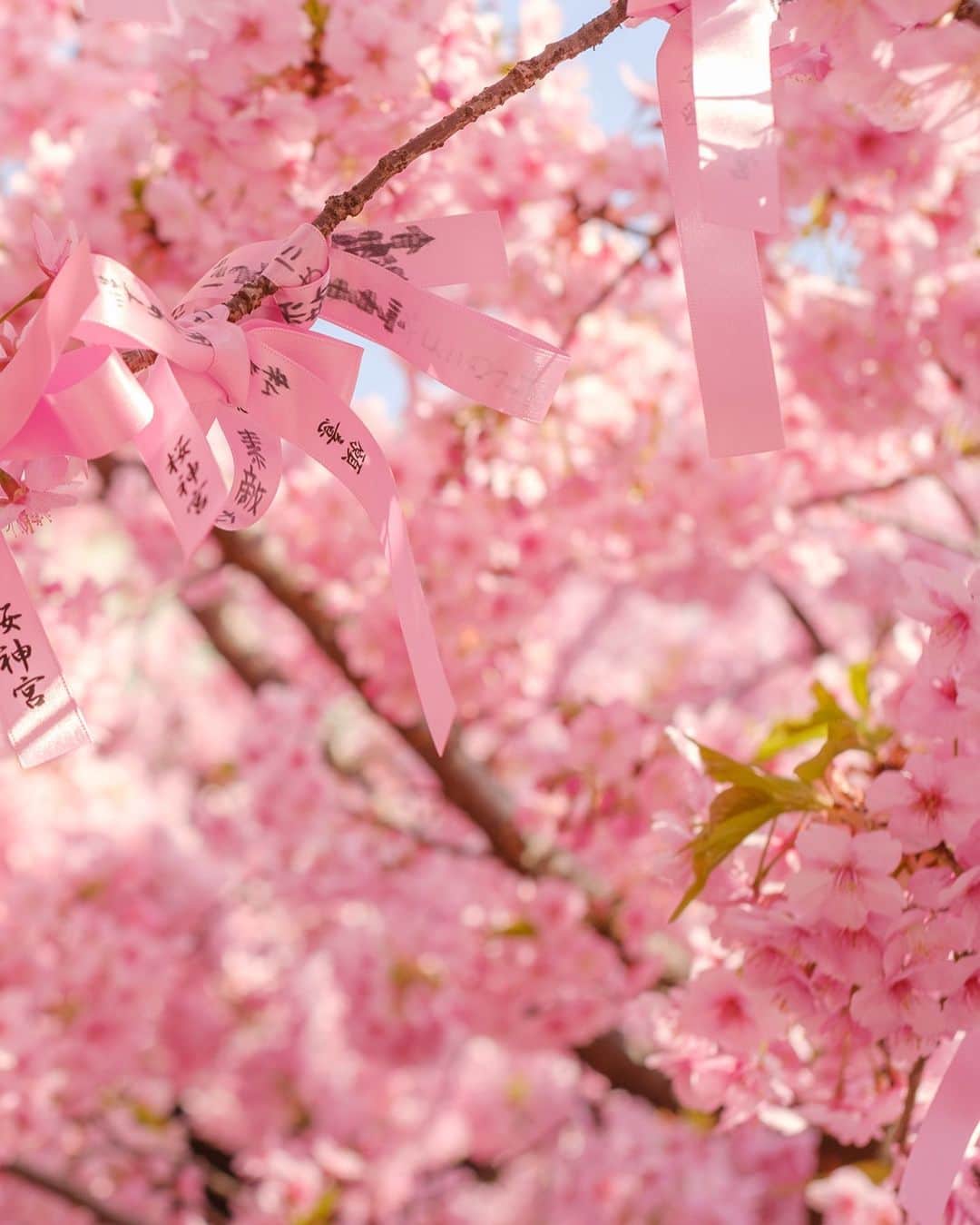 SHOCK EYEさんのインスタグラム写真 - (SHOCK EYEInstagram)「今まさに、 満開の河津桜が見頃の桜神宮🌸⛩  なんとも春らしい雰囲気に気持ちがあったくなるなあ＾＾  縁結びの桜の木には、可愛らしい桜色の花帯が巻かれていて、皆、思い思いの願い事を書いていたよ。  皆の願いが叶いますように☺️🙏  午前中の早い時間帯だったけど、桜を観に沢山の人が訪れていたよ。 よく見ると、社殿の桜の社紋もとても可愛らしい🌸  ここならではの参拝方法、 二拝四拍手一拝をして、、 今日が3月11日だからこそ、、 日々が平穏であることへの感謝、そして未来の安寧を祈願してきたよ🙏✨  #桜神宮 #桜新町 #河津桜 #神社 #神社巡り #japantravel #japantrip #fujifilm #gfx100s #xs10 #beautifuldestinations #discoverjapan #discoverearth #voyaged #awesome_photographers #IamATraveler #wonderful_places #japanphoto #japanphotography #japan_of_insta #livingonearth #theglobewanderer」3月11日 12時57分 - shockeye_official