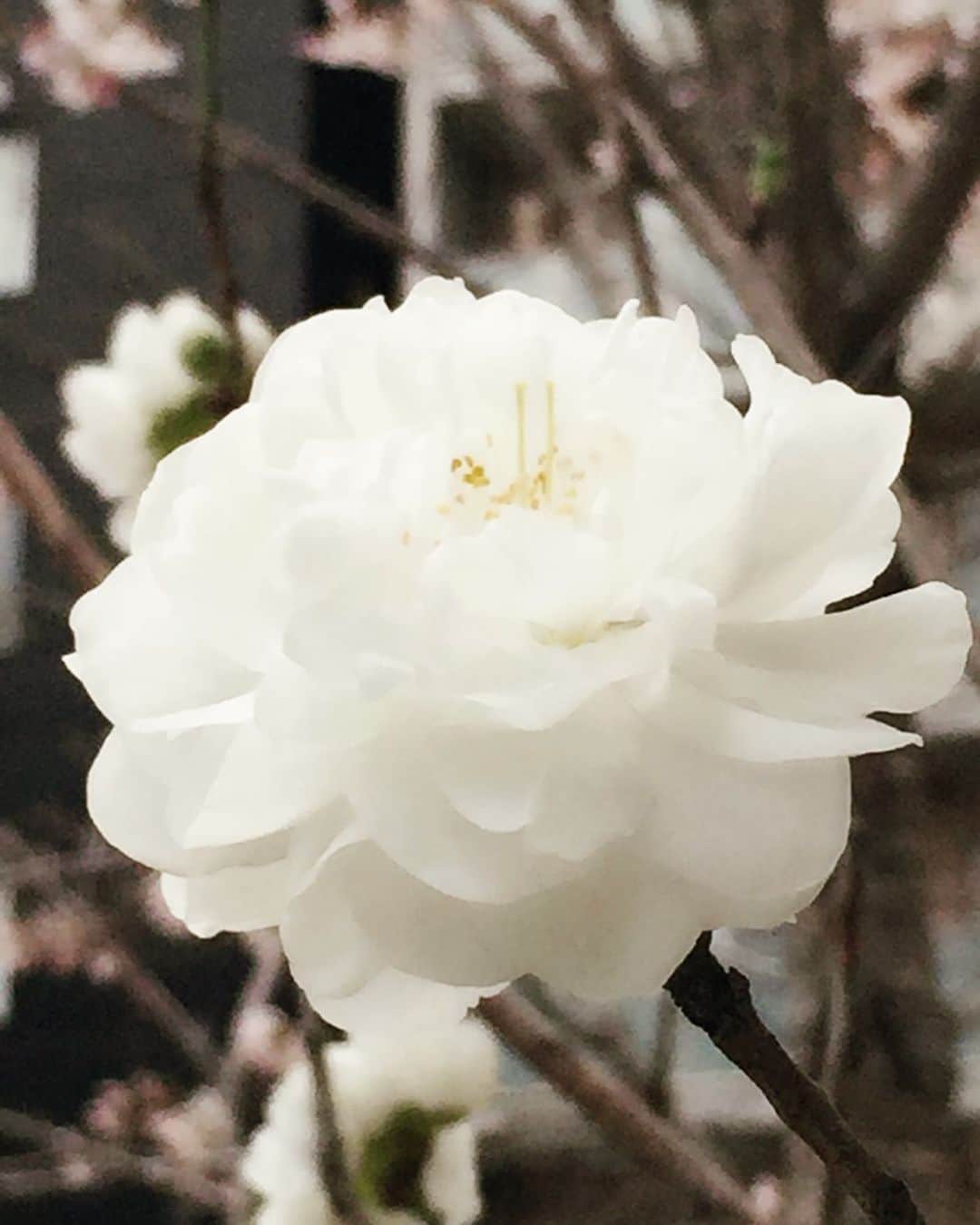 藤原紀香のインスタグラム