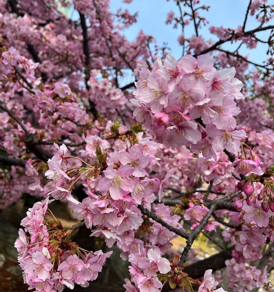yuukachiさんのインスタグラム写真 - (yuukachiInstagram)「もう春だね🌸」3月11日 16時21分 - yuuka_stagram