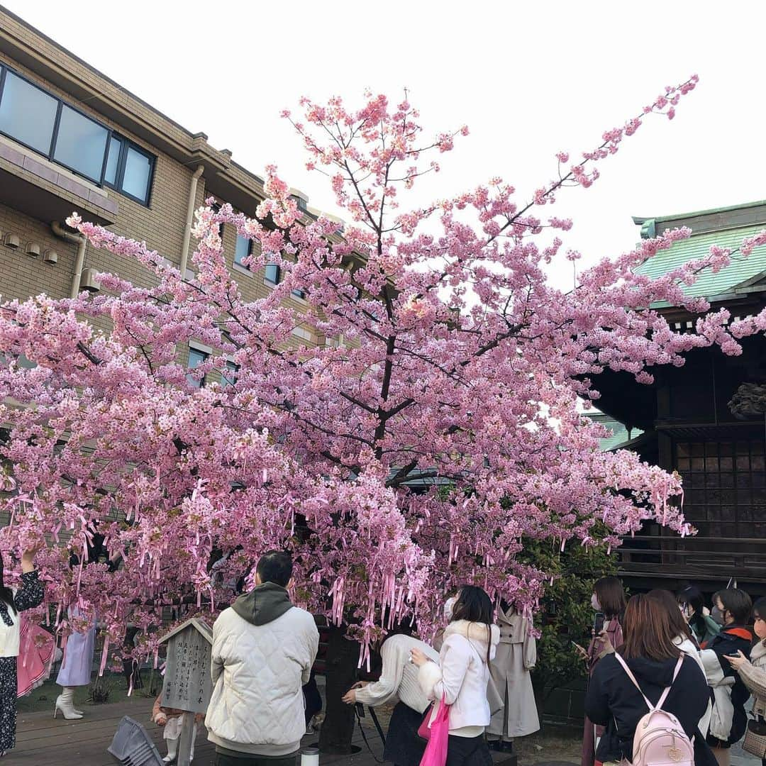 白石かえでさんのインスタグラム写真 - (白石かえでInstagram)「⁡ ⁡ ⁡ ⁡ ⁡ 🌸🎀💕💓💗🍒 ⁡ 桜神宮  ⁡ 桜新町にある桜神宮 河津桜が満開だった✨🌸 ⁡ 縁結びのリボンに願い事を書いて さくらに結ぶと願い事が叶うんだって*⑅୨୧  ⁡ ⁡ ⁡ ⁡ #桜神宮　#桜新町 #縁結び神社 #えんむすび #河津桜 #東京桜」3月11日 17時34分 - kaepyon.s