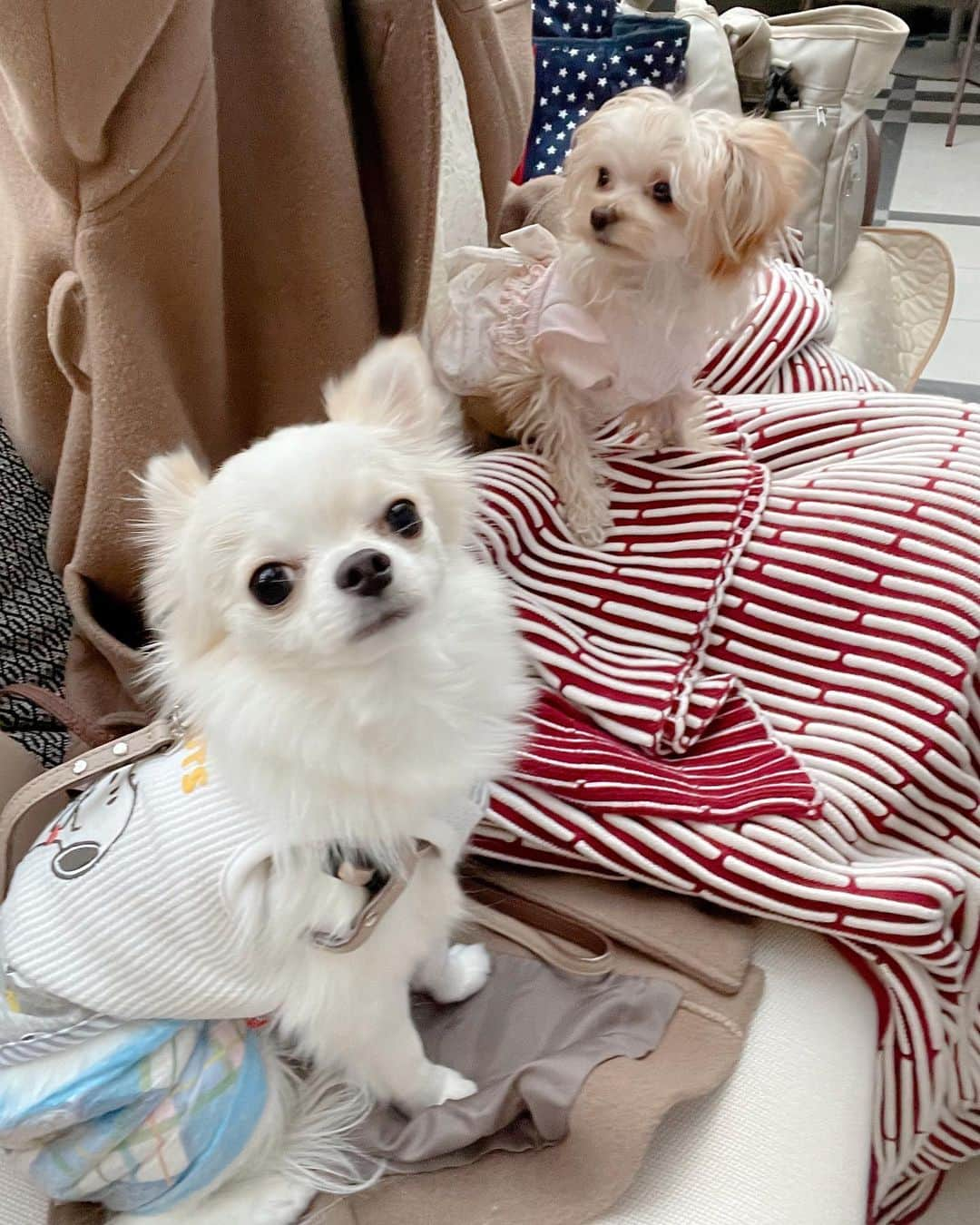 松岡里枝さんのインスタグラム写真 - (松岡里枝Instagram)「この前のランチ🥰🐕🐕  この日はみおちゃんと沢山語って楽しかった🥰 良いお天気だったのでテラスが気持ち良かったよ💕  前にみかちゃんにお誘いしてもらった キンプトンホテルは ワンちゃんOKでワンちゃんメニューもあって、 ホテル内はワンちゃん連れの方ばかりでした💓💐  レオくん&モカちゃん🐕 外ではまだ不安そうな顔でぷるぷるして 私の膝の上を取り合いしてるけど、 家でははちゃめちゃに元気でニコニコです🥰🐶  私服は、 @efla_official 新作の総レースワンピース✨✨  ホテルにぴったりの上品な印象で、 でも締め付けないゆるっとしたリラックスシルエットが なんだか心にもゆとりを感じます🕊❤︎  ランチやアフタヌーンティーなど 長時間座りっぱなしでも、沢山食べても、 ゆるシルエットでお腹が楽ちんだと本当助かる💓💓  #efla #lunch #delvaux #ランチ #キンプトンホテル #テラス #犬のいる暮らし #ワンちゃん #愛犬 #チワワ #チワプー #レース #デルヴォー」3月11日 18時51分 - okarie1023