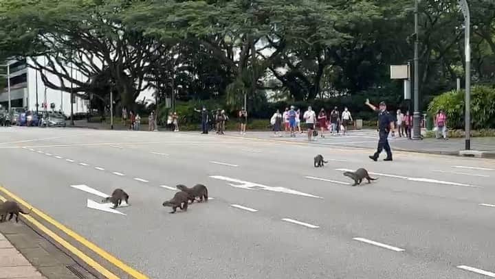 リー・シェンロンのインスタグラム：「Our otters have been dropping in on the Istana every now and then to explore the lawns and enjoy the sun. Appreciate the care taken by Istana staff, @nparksbuzz, @singaporepoliceforce, and members of public to help them co-exist with us safely in our urban environment, e.g. crossing the road safely.  This gotong royong concern for the otters is a metaphor for the society we are building. Opportunities for everyone, being prepared for the unexpected, and most of all a society that cares.  Budget 2022 gets us ready for the next bound. It was not an easy Budget, but it will do much to strengthen our social compact. I thank Singaporeans for your trust and support. – LHL   (Video by @OtterGrapher)」