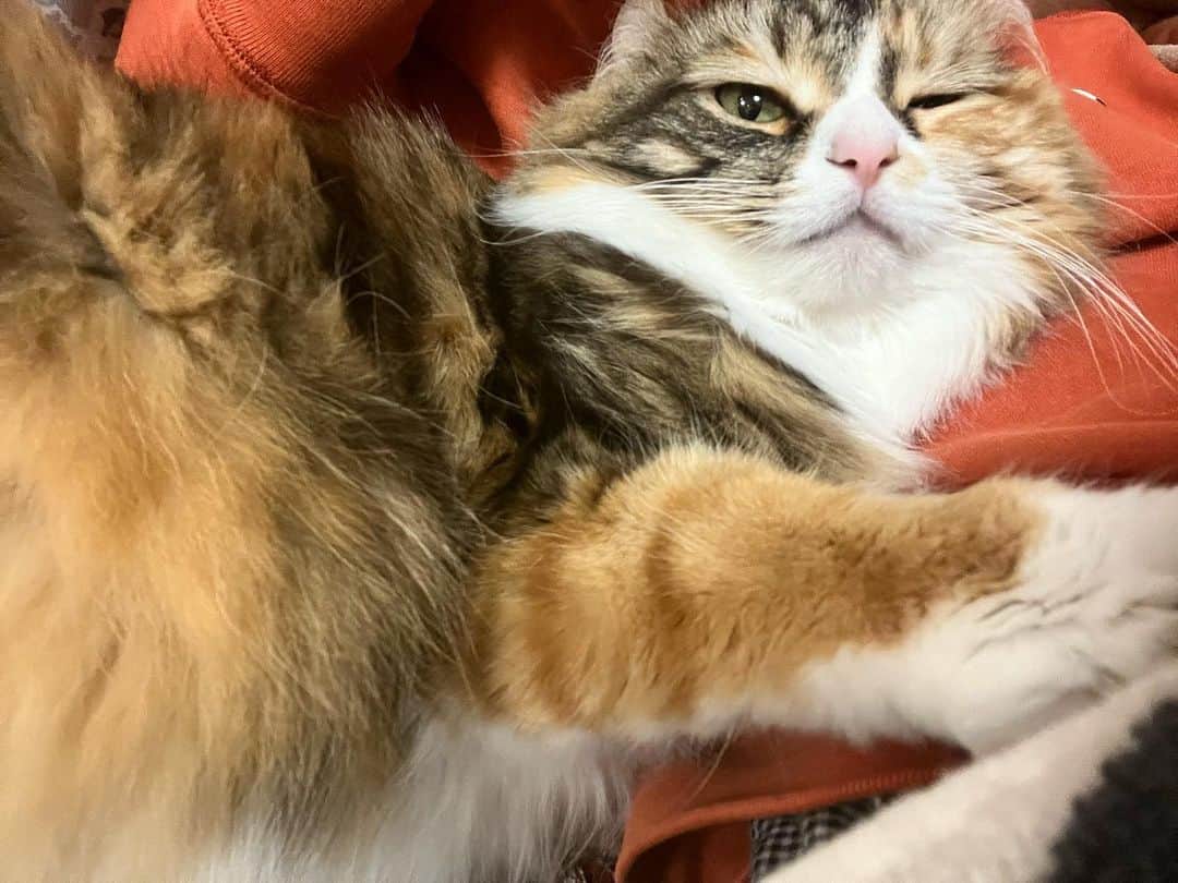 尾崎由香のインスタグラム：「先日、 3月3日🎎✨ ぴあ5歳になりましたよ🎂💕 祝って祝って〜♪  #ぴゅあぴあ　#猫のいる暮らし  #アメリカンカール #猫部  #猫  #猫好きさんと繋がりたい #cat」