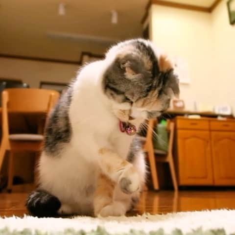 takegaeruのインスタグラム：「チョイチョイまりん おやすみにゃさい😊   #cat #scottishfold #猫 #スコティッシュフォールド #三毛スコ友の会」