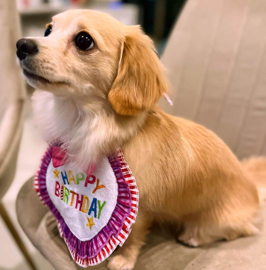 みのりんさんのインスタグラム写真 - (みのりんInstagram)「It’s her first birthday!! Can’t believe it’s already been an year. Love you lots💕  一歳になりました！！お誕生日おめでとう。家に来てくれてありがとう💕」2月15日 23時36分 - minicuteclub