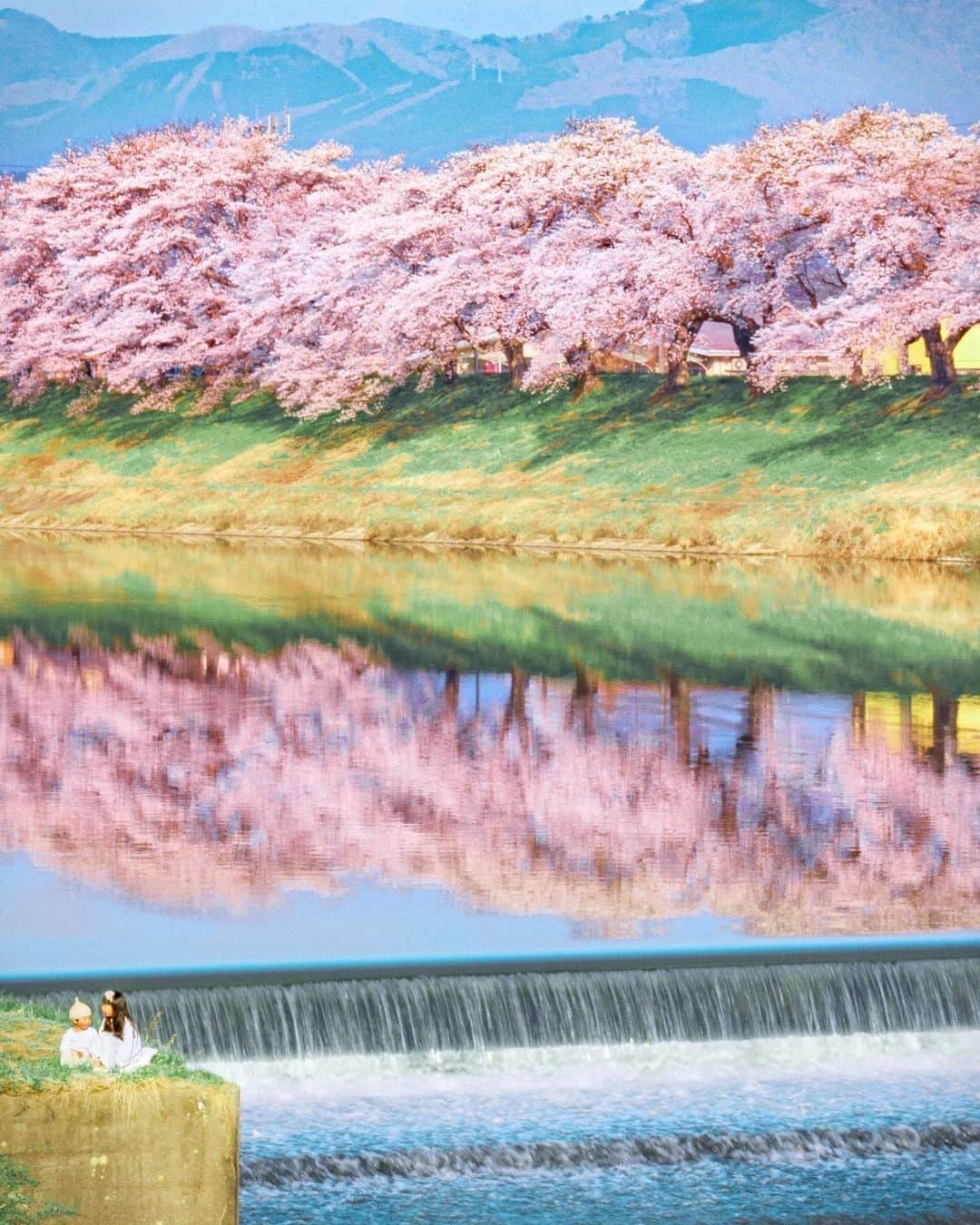旅行メディア・じゃらん〈公式〉さんのインスタグラム写真 - (旅行メディア・じゃらん〈公式〉Instagram)「#一目千本桜 蔵王連峰を背景に白石川堤に咲くソメイヨシノを中心とした桜並木「一目千本桜」。 毎年4月上旬から中旬頃が見頃となっています。 . . ━━━━━━━━━━━━━━━ 📍 宮城県「一目千本桜」 📷 @hally_s ━━━━━━━━━━━━━━━ . . #jalan_travel　をつけていただいた中からpick upしました 素敵なお写真をありがとうございました┈✈︎ . . ☑ 新型コロナウイルス感染症拡大防止の観点から、各自治体により自粛要請等が行われている可能性があります。ご利用の際には、あらかじめ最新の情報をご確認ください。また、感染拡大の防止に充分ご配慮いただくようお願いいたします。 ☑ #jalan_travel をつけて、ぜひ今までの旅行先の思い出写真を投稿してください。このアカウントでご紹介させていただきます。(じゃらんニュースでも紹介される可能性があります） . . . . . . #いつか行きたい #じゃらん  #観光 #観光地 #観光スポット  #旅行 #旅行好きな人と繋がりたい #旅行好き #japantravelphoto #japantrip  #japantravel #国内旅行 #絶景 #絶景スポット #誰かに見せたい景色 #誰かに見せたい風景 #宮城 #宮城観光 #宮城旅行 #sakura #桜 #桜並木」2月16日 17時00分 - jalan_net