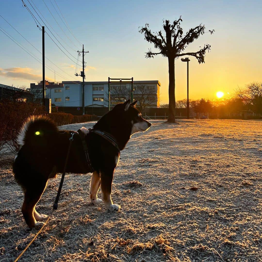 小川博永さんのインスタグラム写真 - (小川博永Instagram)「朝日。  #ししまる爺さん  #今朝まる #ししまる #dog #dogs #柴犬 #黒柴」2月16日 9時41分 - ogawahironaga