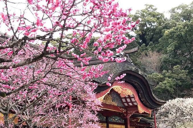 juno_jinjakonのインスタグラム：「⁡ 太宰府天満宮といえば、 梅の木 "飛び梅"が有名です。 ⁡ 満開は2月上旬から下旬にかけて、 まさに今見頃を迎えています。 ⁡ 神社挙式は外式になるので 暑い時期や寒い時期は避ける方が多いですが 神社によって、季節ごとに 見せてくれる景色が違います。 ⁡ 神社の中でも太宰府天満宮は 一年中、予約が取りづらい 人気の神社ですよ🌸 ⁡ 梅の季節が過ぎると、 次は桜の季節が待ってます。 皆さん是非足を運んでみてくださいね。 ⁡ ⁡ #太宰府天満宮 #梅の花 #神社挙式 #着物  #白無垢 #色打掛  #プレ花嫁 #juno和装コーディネート #家族婚 #少人数結婚式 #福岡神社 #熊本神社 #福岡結婚式 #熊本結婚式 #札幌花嫁  #福岡フォトウェディング #大人花嫁 #和装ヘアメイク」