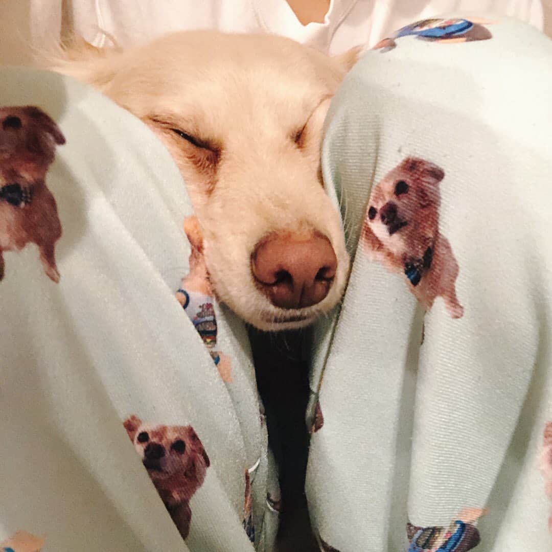 桜子さんのインスタグラム写真 - (桜子Instagram)「足の間に無理矢理入ってきてそのまま寝た…なんて可愛い生き物…」2月16日 12時16分 - ishibashi__88