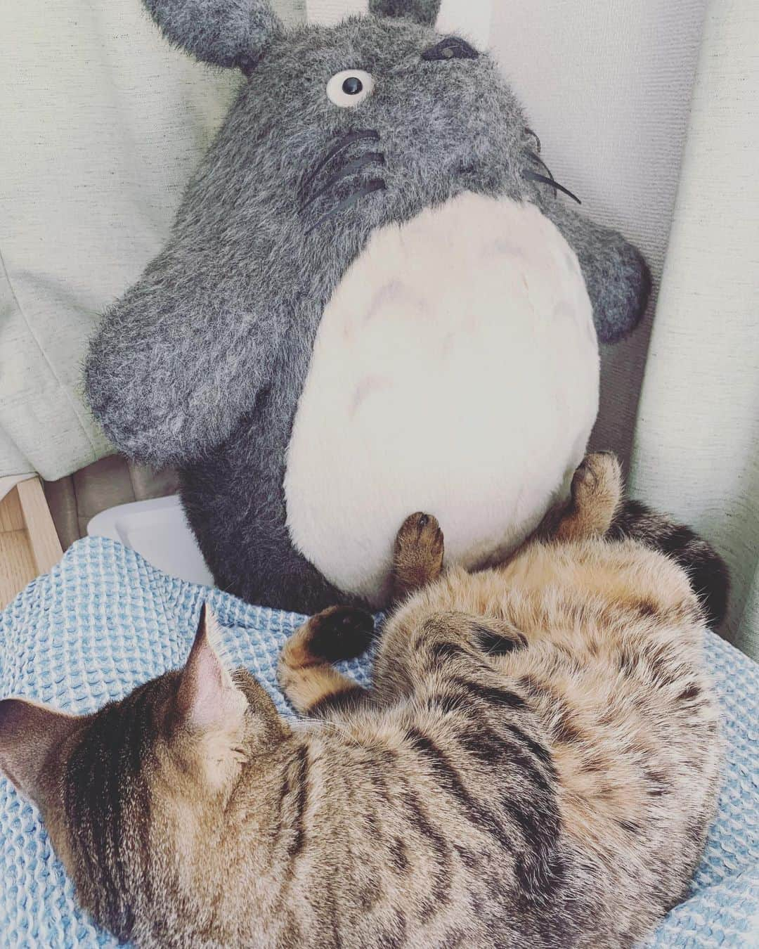 村田洋二郎さんのインスタグラム写真 - (村田洋二郎Instagram)「ねこバスの休日。  そして乗客（トトロ）を足蹴にする。  「今日やってないんですよぉ」  平和な日常。もう少しで味わえる。  #練馬キジトラ会」2月16日 12時28分 - muratanyaka