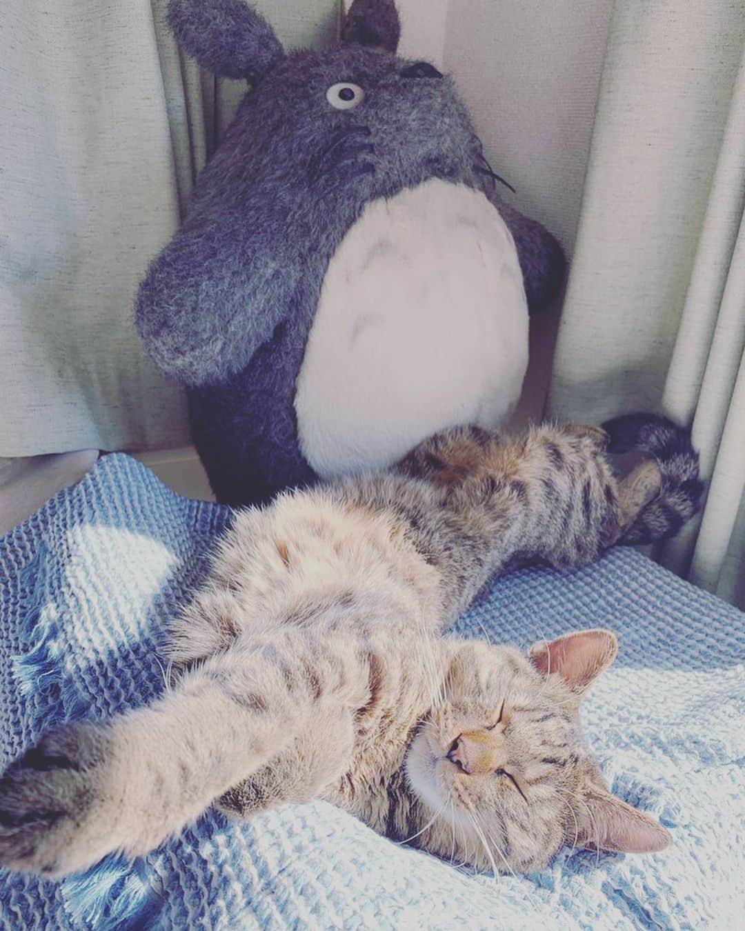 村田洋二郎のインスタグラム：「ねこバスの休日。  そして乗客（トトロ）を足蹴にする。  「今日やってないんですよぉ」  平和な日常。もう少しで味わえる。  #練馬キジトラ会」