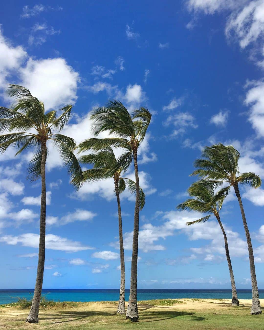 COCOのインスタグラム：「#palmtreesfordays 😂」