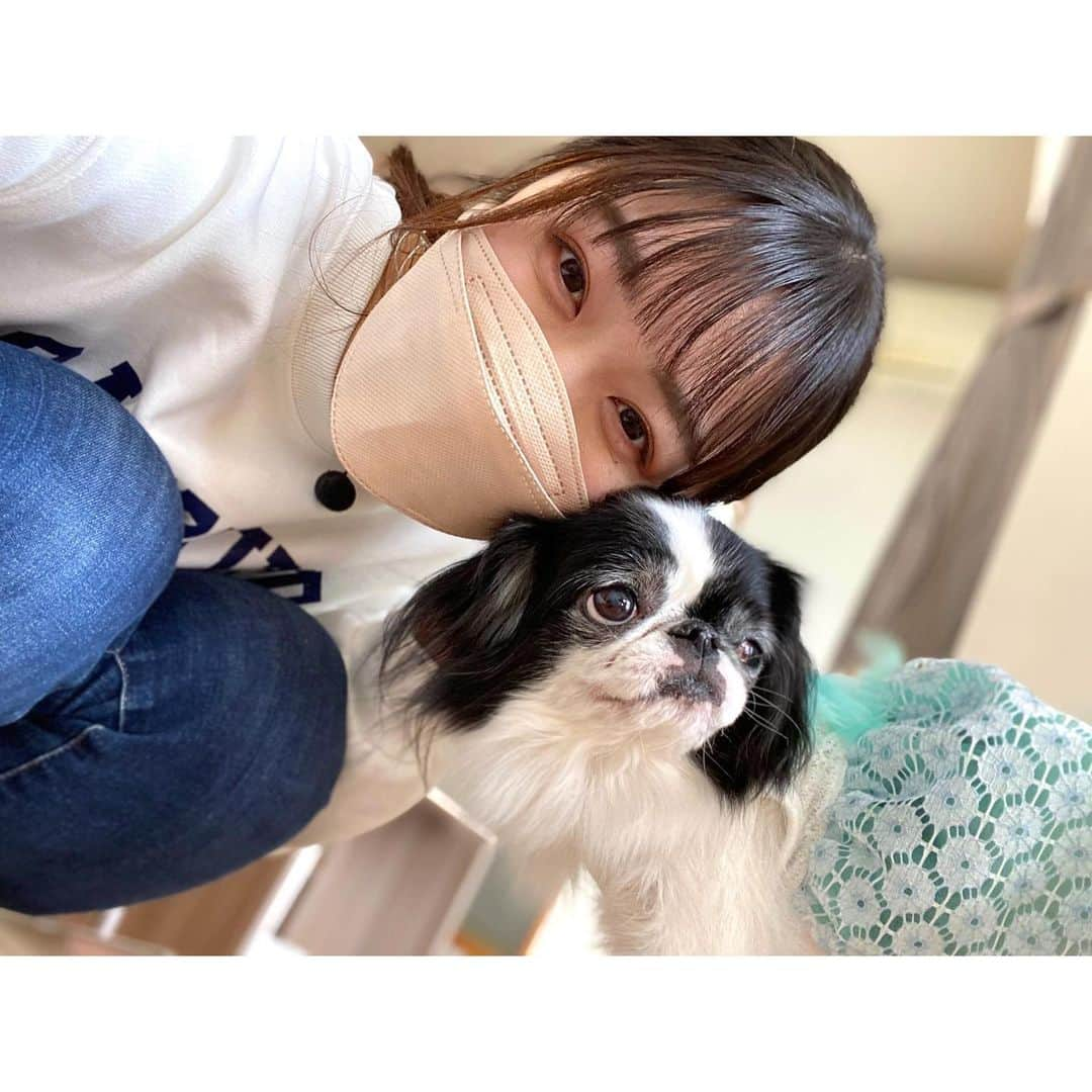 平野詩乃さんのインスタグラム写真 - (平野詩乃Instagram)「✨✨お知らせ✨✨ ｢いい伊豆みつけた｣ 〜愛犬と楽しむ伊豆高原〜 ということで、今回はなんと！ #狆 のスズちゃん🐶と一緒に、わんこと楽しめる旅をご紹介します🐾  【放送】 テレビ埼玉　　2/24(木)  9:30~ テレビ神奈川　2/25(金)  9:00~ 千葉テレビ　　2/25(金)  12:00~ IKC、後日YouTubeでも公開されます☺︎  ぜひご覧ください💫  #いい伊豆みつけた #伊豆 #伊豆高原 #いぬ #いぬすたぐらむ」2月16日 19時24分 - hirano.shino