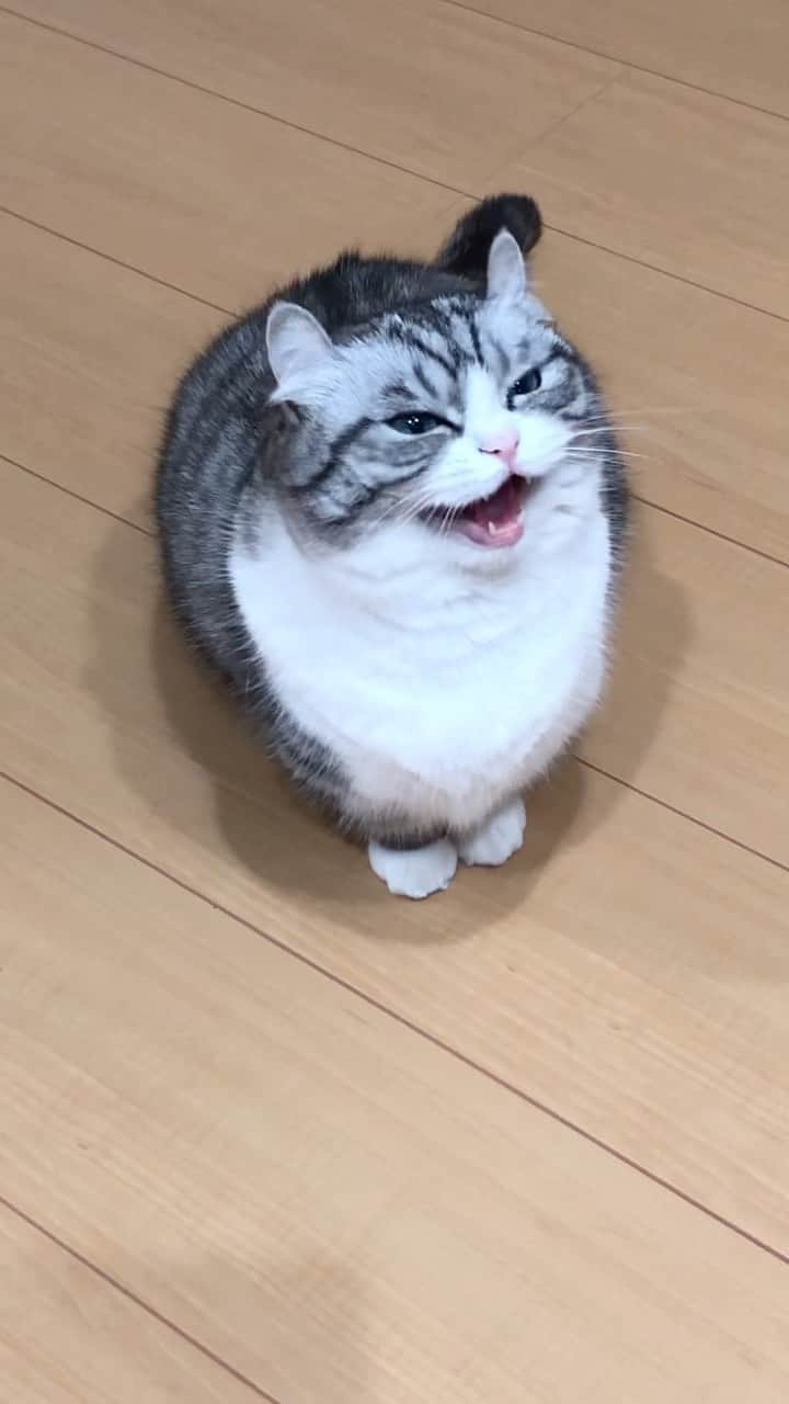 こむぎこまるのインスタグラム