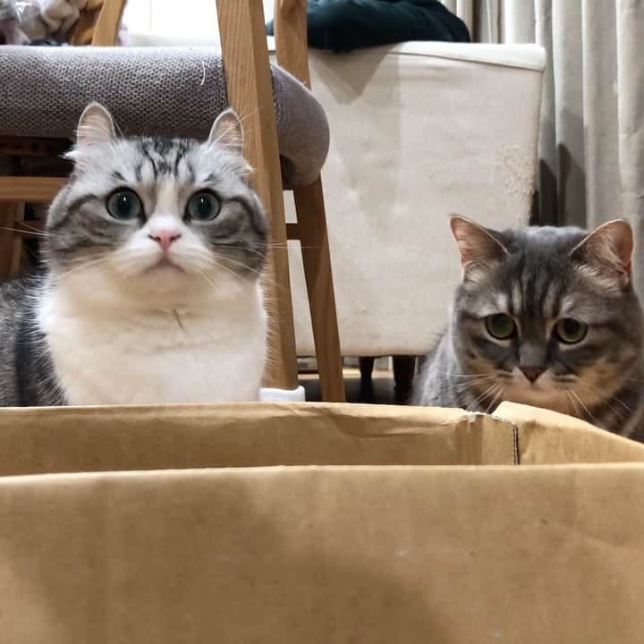 こむぎこまるのインスタグラム