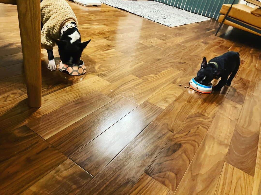 門山哲也のインスタグラム：「...  家帰ったら仲良くご飯食べてた🍚 弟くんめっちゃこぼしてる😅  #ボストンテリア #フレンチブルドッグパピー  #フレブルボステリ  #ボステリフレブル多頭飼い」