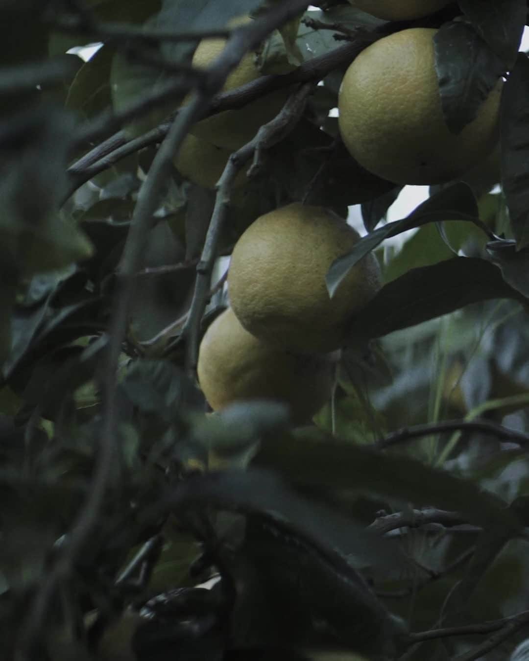ルラボのインスタグラム：「Quiet moments in the fields before the bergamot harvest… #therootsofourcraft #lelabobergamot #calabriaitaly #beforethelab」