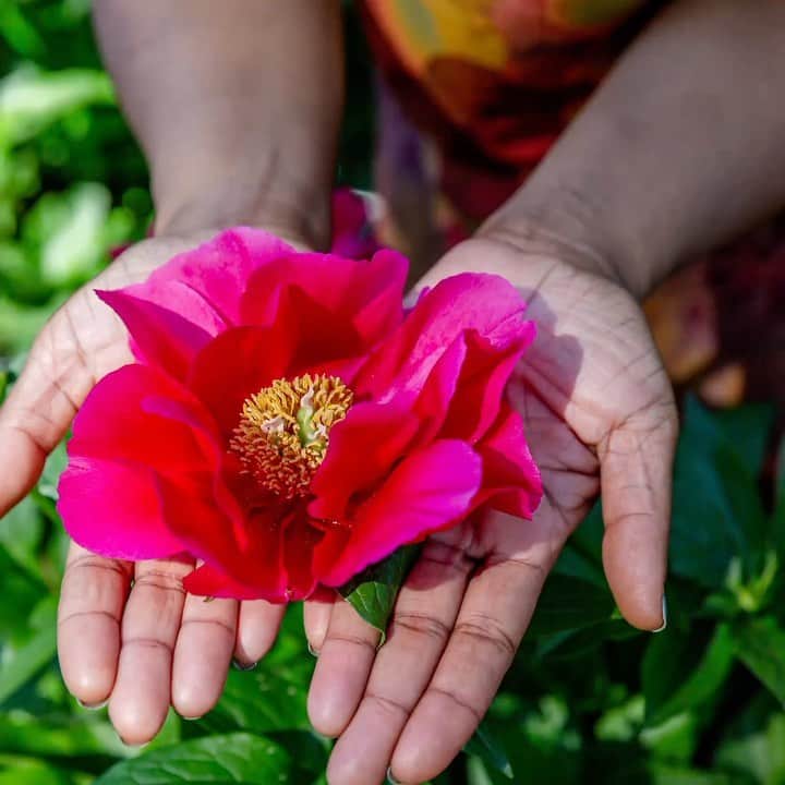 のインスタグラム：「Join Arvolyn Hill, Manager of Family Programs at NYBG's Everett Children's Adventure Garden, as she kicks off "Plants as Liberation"—a wide-ranging series of interviews featuring Black herbalists, house plant enthusiasts, farmers, and gardeners that spotlights the ways they're using plants as a powerful expression of liberation and freedom.  Video conversations will be posted on our NYBG YouTube Channel and Black History Month web page with @plantblerd @greene.piece @finneysmojo and @djfreedem. Then coming soon @freedomfransorants and more!  #BlackHistoryMonth #plantlove」