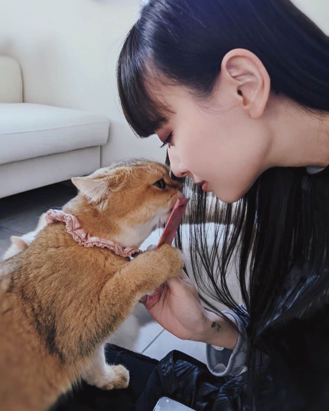 のインスタグラム：「友人宅のニャンズ @0308macka 🐱 久しぶりに会ったアンジュはとても大きくなっていて、私のお洋服がお気に召したようでお昼寝に使っていただけました🥰 推しのマチカは相変わらずなキャラで、これからは「まっちゃん」と呼ぶことにした。 夢はまっちゃんと添い寝をすることです。」