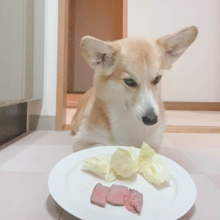 さゆりのインスタグラム：「◡̈⋆2022.2.17.Thu.◡̈⋆  キャベツも好きなのに ローストビーフが 目の前にあると食べない 意外とグルメ😅😂👍 . . . . . . .  #corgi #corgisofinstagram #corgistagram #corgination #woof #dog #doggy #instadog #dailyfluff  #weeklyfluff #dogoftheday #myfavcorgi #petstagram #cute #funnydog #goodboy #doggo #fluffy #cutedog #puppy #adorable #barked #shortlegs #welshcorgi #柯基  #yam #yummy #dogfood #yamyam #コーギー」