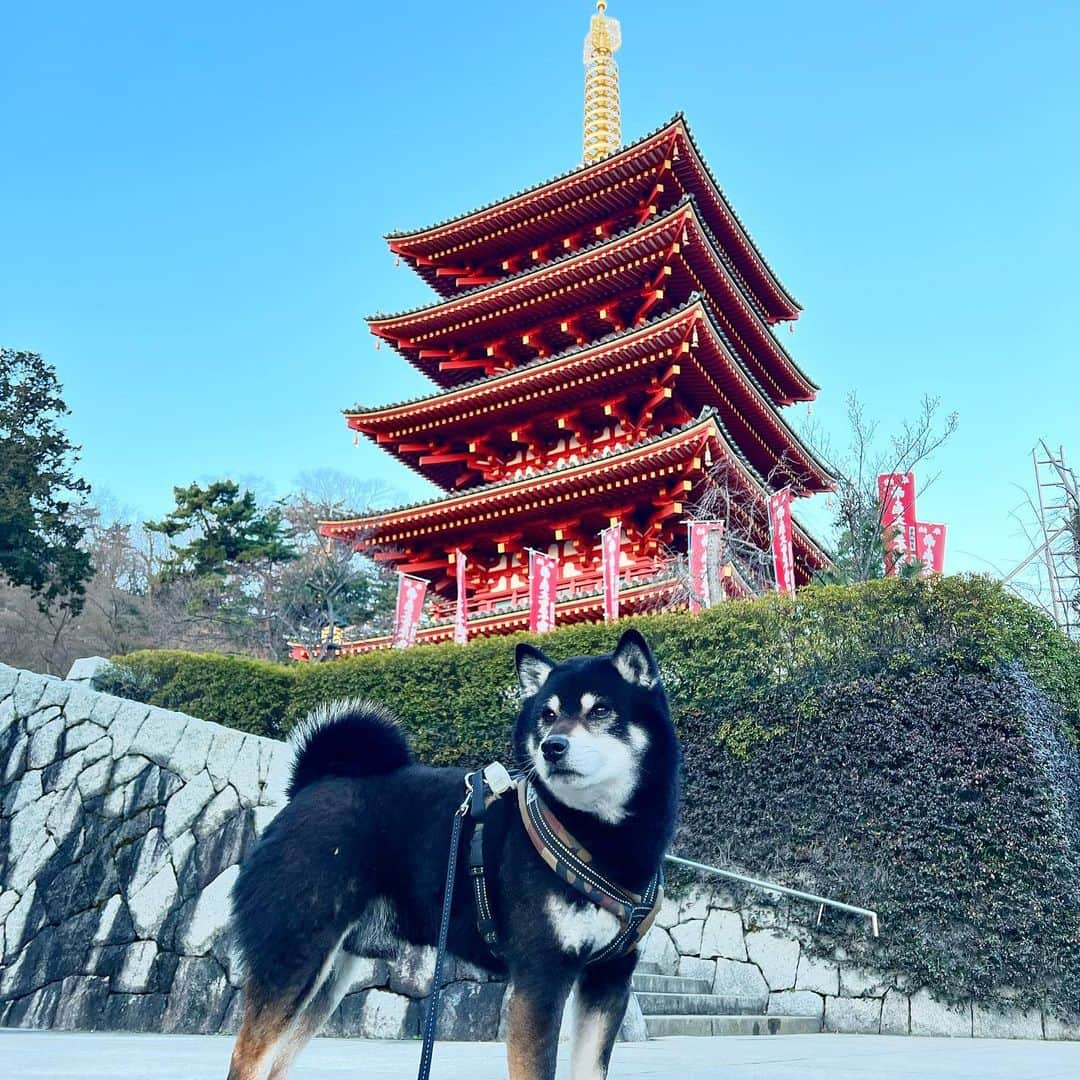 小川博永さんのインスタグラム写真 - (小川博永Instagram)「冬の空に五重の塔が映える。  #ししまる爺さん  #今朝まる #ししまる #dog #dogs #柴犬 #黒柴」2月17日 9時16分 - ogawahironaga