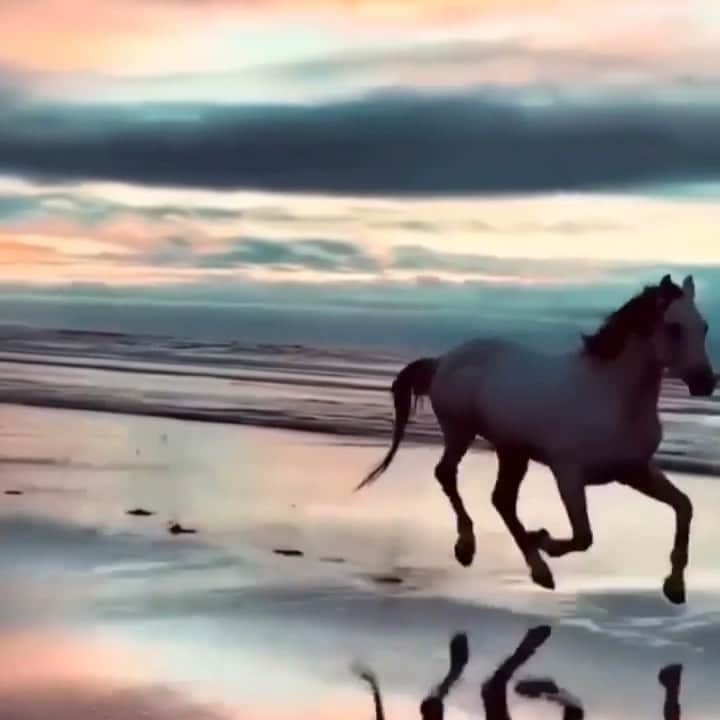 ジーナ・カラーノのインスタグラム：「Some days. 💙💜💙 #Repost @horse_4y」