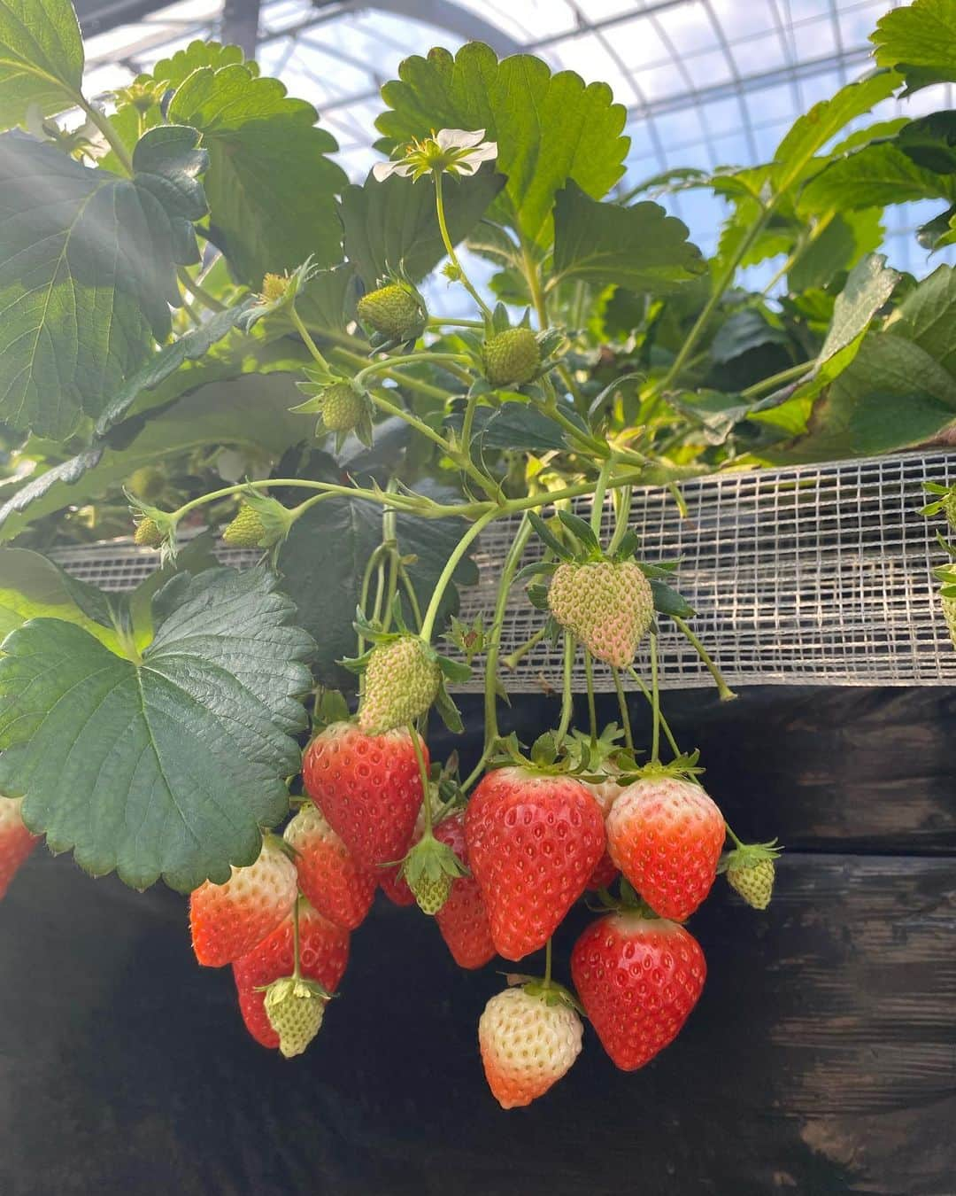 永井愛実さんのインスタグラム写真 - (永井愛実Instagram)「🍓🧺𓂃 𓈒𓏸◌‬」2月17日 19時43分 - nagai_manami_0921