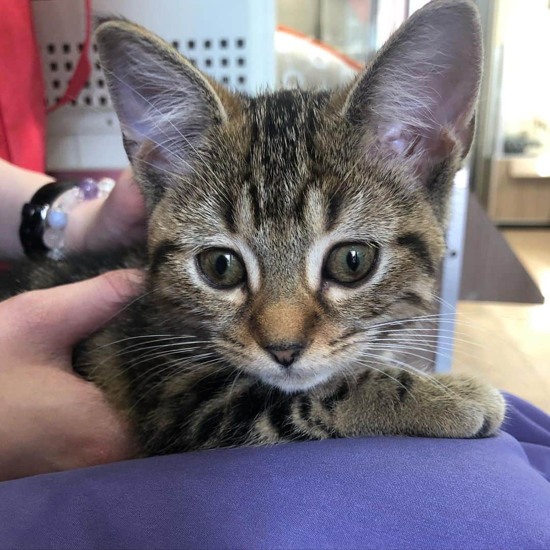 のインスタグラム：「イルさんと初めて会った日の📷  #猫 #cat #고양이」