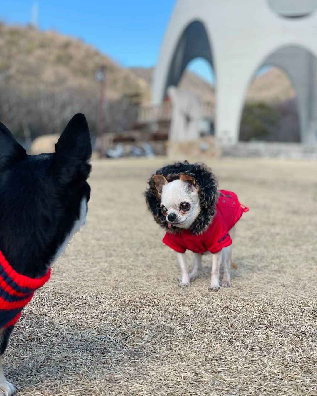 山田佳子さんのインスタグラム写真 - (山田佳子Instagram)「今日も寒かったー！ 朝のお散歩は辛いー😂 ⁡ #寒い朝 #ブルプル  #でも #お散歩🐾  #大好き❤  #愛犬たち  #chiwawa #レノン #マイケル #スムースチワワ  #haveagoodday💕  #2月17日、」2月17日 20時51分 - yoshiko117