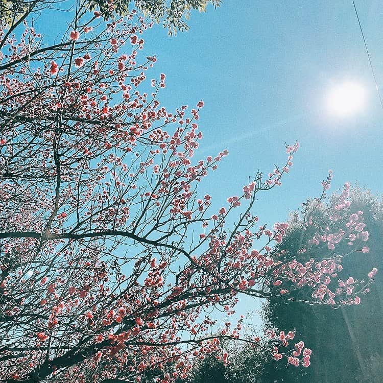 吉岡聖恵のインスタグラム：「気付いたら紅梅が満開‼︎✨  暦の上ではもう春だそうで。  紅梅の花言葉は「優美」「艶やかさ」だそうです。見上げながらホッとした気分になりましたよ☺️♨️ 　 今日の東京は晴れております☀️  さて！いきものがかり、来たる３月１５日に、お陰さまでデビュー１６周年を迎えます❗️ 曲を聴いてくださる皆さん、サポートしてくださる皆さん本当にありがとうございます✨  なので当日、イベントやります‼︎  「いきものはまだ１６だから♪〜デビュー記念日をみんなでお祝いしまSHOW‼︎」  ファンクラブ会員オンラインイベントです👍 ファンクラブアプリ「いきもば」からもぜひ‼︎  リーダーとチームのみんなと企画をねりねり中😆✨ 一緒に楽しみましょう🤍  そして引き続き体調に気をつけていきましょうね🙏✨」