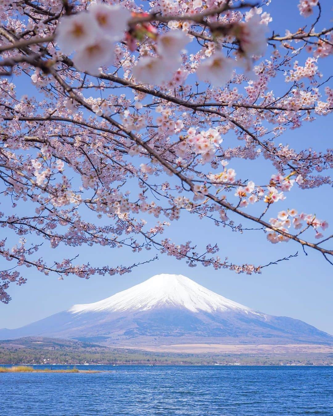 旅行メディア・じゃらん〈公式〉さんのインスタグラム写真 - (旅行メディア・じゃらん〈公式〉Instagram)「#富士山 桜と富士山のコラボレーションはまさに日本の絶景です。 桜の季節が待ち遠しいですね。 . . ━━━━━━━━━━━━━━━ 📍 山梨県「富士山」 📷 @yuuna_iris66 📅 2021 ━━━━━━━━━━━━━━━ . . #jalan_travel　をつけていただいた中からpick upしました 素敵なお写真をありがとうございました┈✈︎ . . ☑ 新型コロナウイルス感染症拡大防止の観点から、各自治体により自粛要請等が行われている可能性があります。ご利用の際には、あらかじめ最新の情報をご確認ください。また、感染拡大の防止に充分ご配慮いただくようお願いいたします。 ☑ #jalan_travel をつけて、ぜひ今までの旅行先の思い出写真を投稿してください。このアカウントでご紹介させていただきます。(じゃらんニュースでも紹介される可能性があります） . . . . . . #いつか行きたい #じゃらん  #観光 #観光地 #観光スポット  #旅行 #旅行好きな人と繋がりたい #旅行好き #japantravelphoto #japantrip  #japantravel #国内旅行 #絶景 #絶景スポット #誰かに見せたい景色 #誰かに見せたい風景 #山梨 #山梨観光 #山梨旅行 #桜 #sakura #mtfuji」2月17日 17時00分 - jalan_net