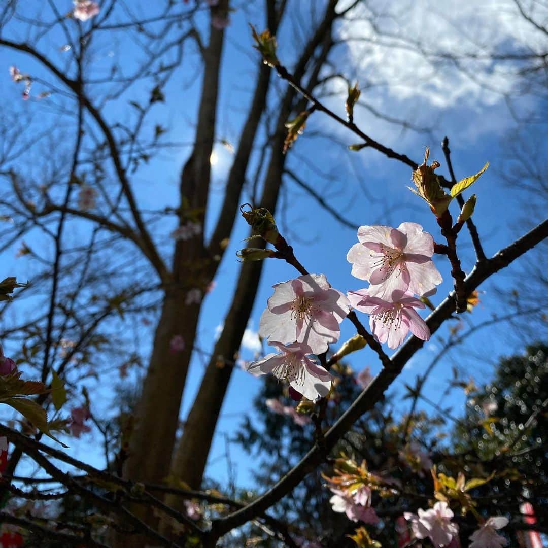 板谷由夏 さんのインスタグラム写真 - (板谷由夏 Instagram)「おひさまがポカポカの大安吉日 鎌倉を独り散歩 春が、春が近くまで来ています。」2月17日 17時05分 - yukaitaya