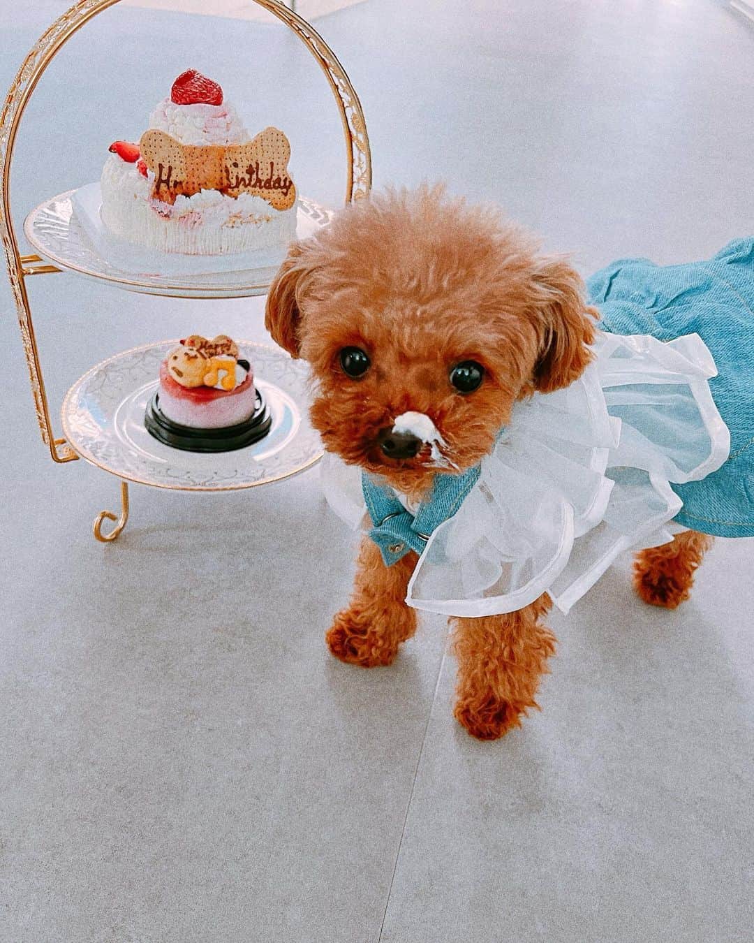 明日花キララのインスタグラム：「天使ちゃん👼🏻 4歳のお誕生日おめでとう🎂🤍 今年はデニムドレスでおめかししてみました🎀🍓 去年よりも顔が赤ちゃんになった気がするなあ🍼 素敵な一年にしよーね🪄 ままより💌」