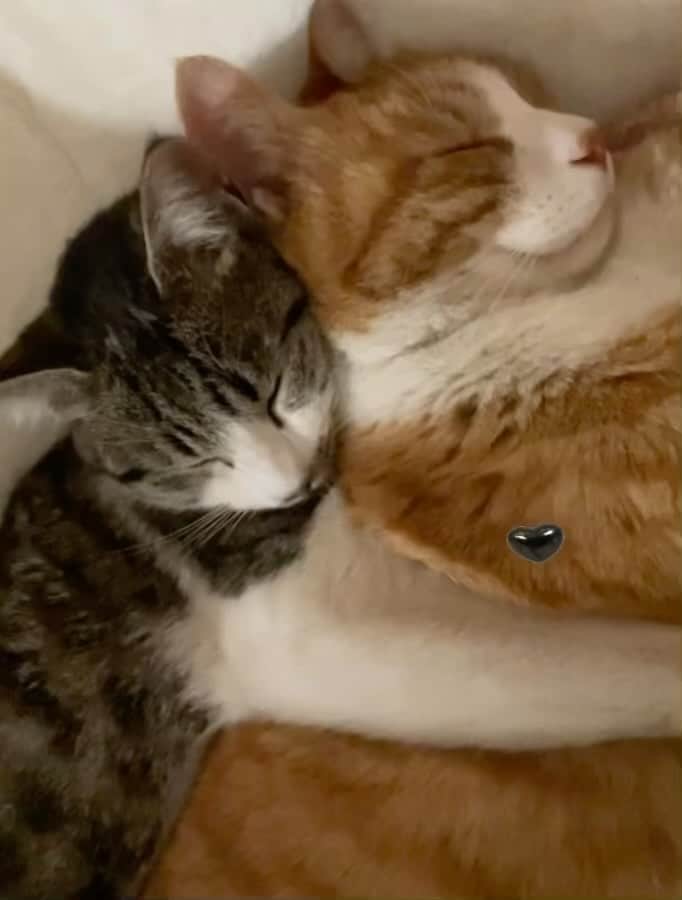 中野みやびのインスタグラム：「めちゃかわです~~~🥺💟 ちびたんの寝息も聞こえるよ👂   #ねこ  #ねこすたぐらむ  #ねこのいる生活  #ねこと暮らす  #ねこ好き  #猫のいる暮らし  #猫  #猫部  #茶トラ  #キジトラ  #にゃんこ  #猫バカ  #にゃんこ部  #家族  #らぶ  #love  #cat  #にくきゅう  #肉球  #寝る  #sleep  #中野みやび」