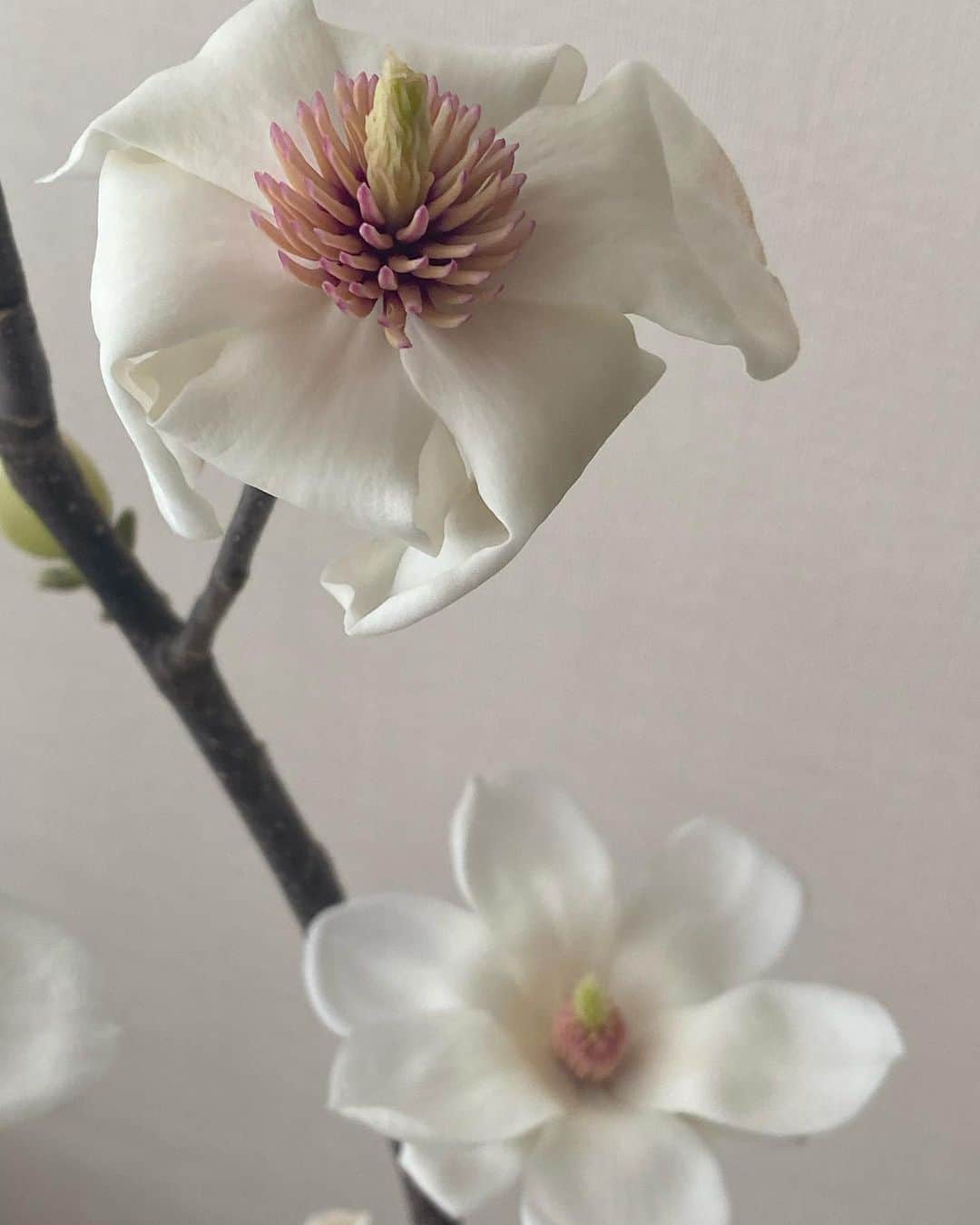 梯真奈美さんのインスタグラム写真 - (梯真奈美Instagram)「ふわふわした毛におおわれた可愛らしい蕾から ヒナが殻を破るように花が咲き始めました♡  素敵な 春の訪れのお知らせ、、🌸 ㅤㅤㅤㅤㅤㅤㅤㅤㅤㅤㅤㅤㅤ ㅤㅤㅤㅤㅤㅤㅤㅤㅤㅤㅤㅤㅤ #白木蓮 #ハクモクレン #お花 #生花」2月18日 15時00分 - official_manami