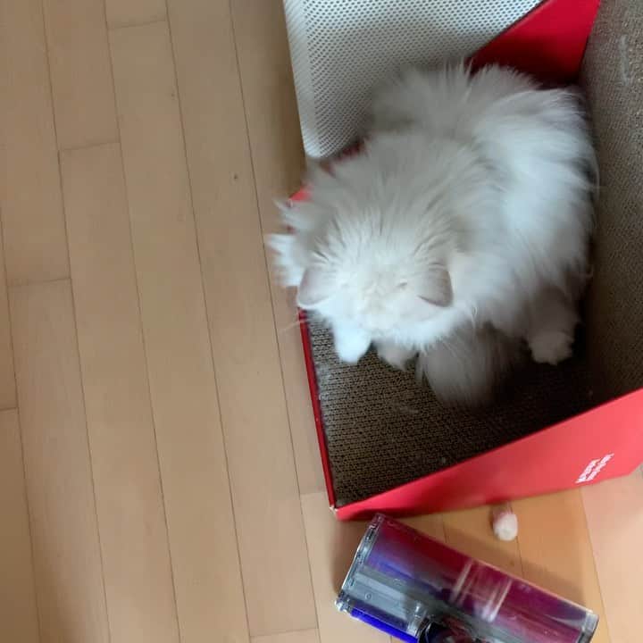 후추네큰언니のインスタグラム：「**소리주의 집고양이 7년이면 청소기도 안 무서워한다. 오히려 비켜줌^^?」
