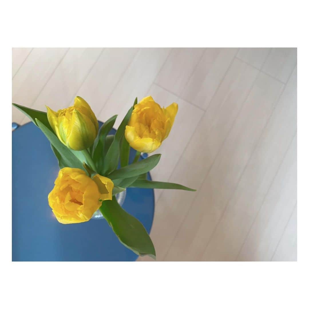 伊藤舞さんのインスタグラム写真 - (伊藤舞Instagram)「💛 昨日、極寒の帰り道に 娘と買ったチューリップ。 . 家の中だけ春気分♡ . . #yellow  #tulips  #おうち時間  #春が待ち遠しい」2月18日 10時49分 - maiito_fbs