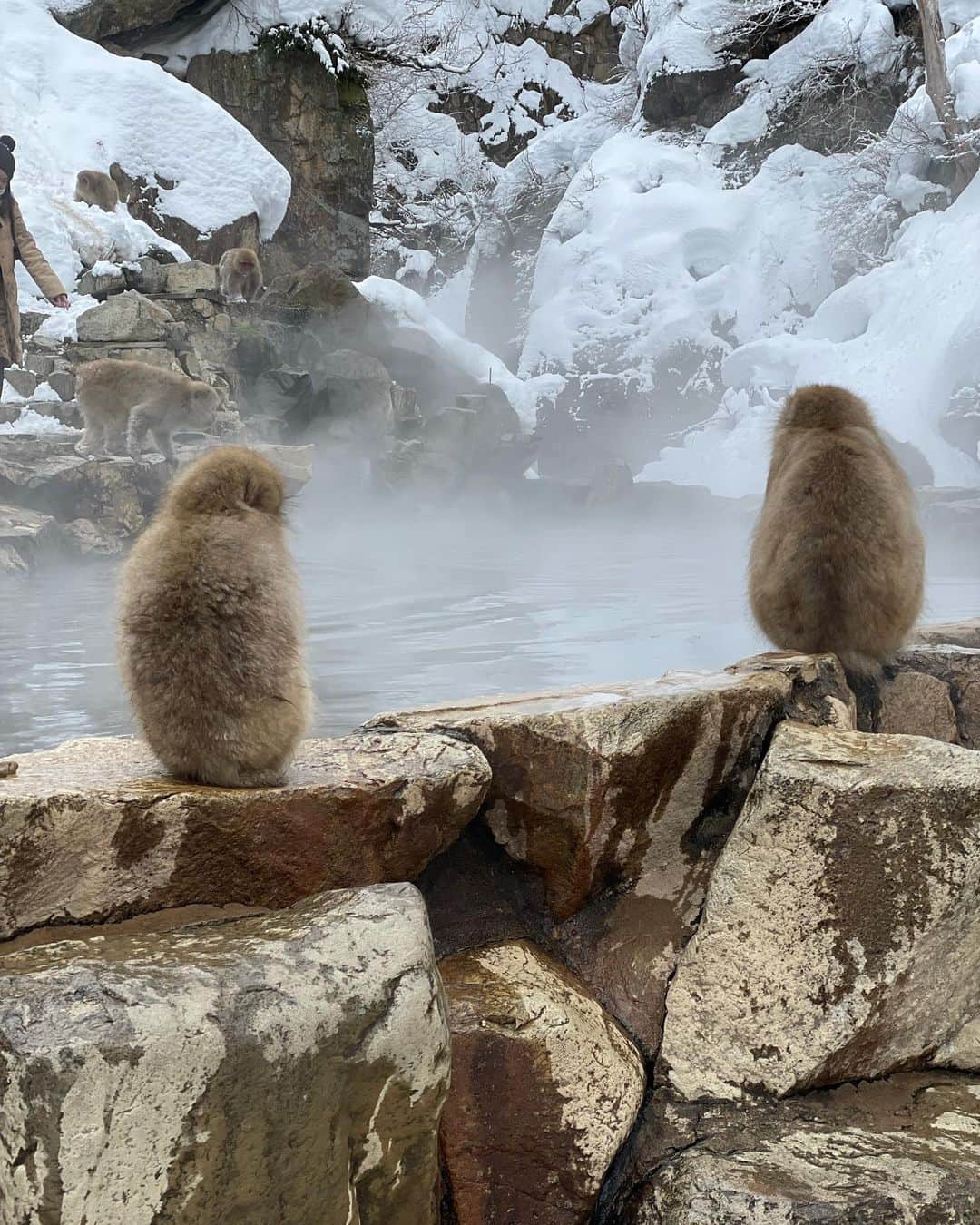 岡田侑大のインスタグラム：「何分歩いたのかな？？？ 皆さんも是非歩いてきて下さい🙈 🐒🐒🐒」