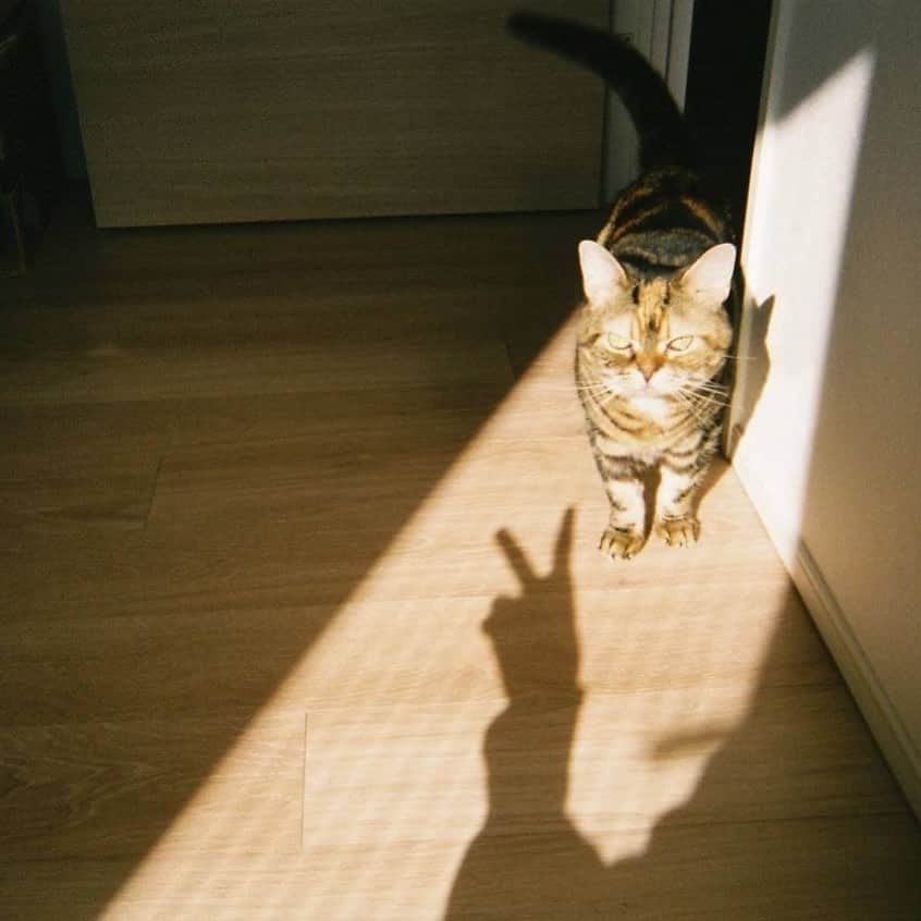 水川あさみのインスタグラム：「🐱✌️」