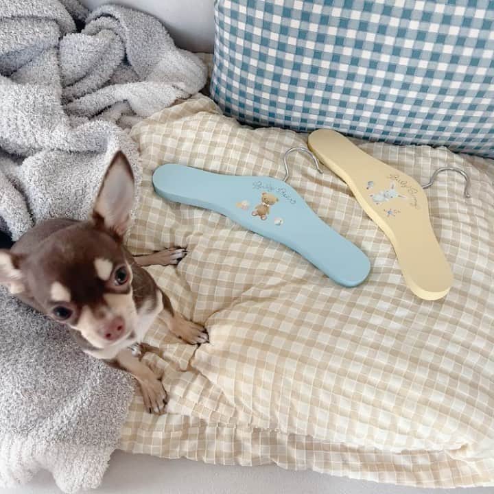 のインスタグラム：「カブおかあさんの手作りベビーハンガー👶 かわいい🥺🧸🐇🤍お気に入り🥰  ちょこちゃん🐶は今日で7ヶ月👏🤍」