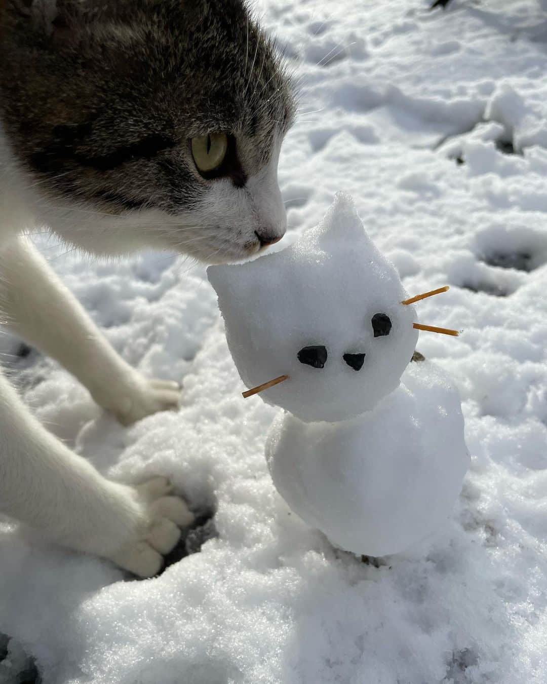 中野みやびのインスタグラム：「にゃんこ雪だるま~~~^._.^❄️   #ねこ  #雪だるま  #snowman #にゃんこ  #猫  #cat  #ねこすたぐらむ  #ねこのいる生活  #ねこ好き  #ねこら部  #ねこばか  #猫のいる暮らし  #猫部  #猫好き  #かわいい  #cute  #love  #雪  #snow  #white  #キジトラ  #茶トラ  #winter  #冬  #足跡  #にくきゅう  #中野みやび」