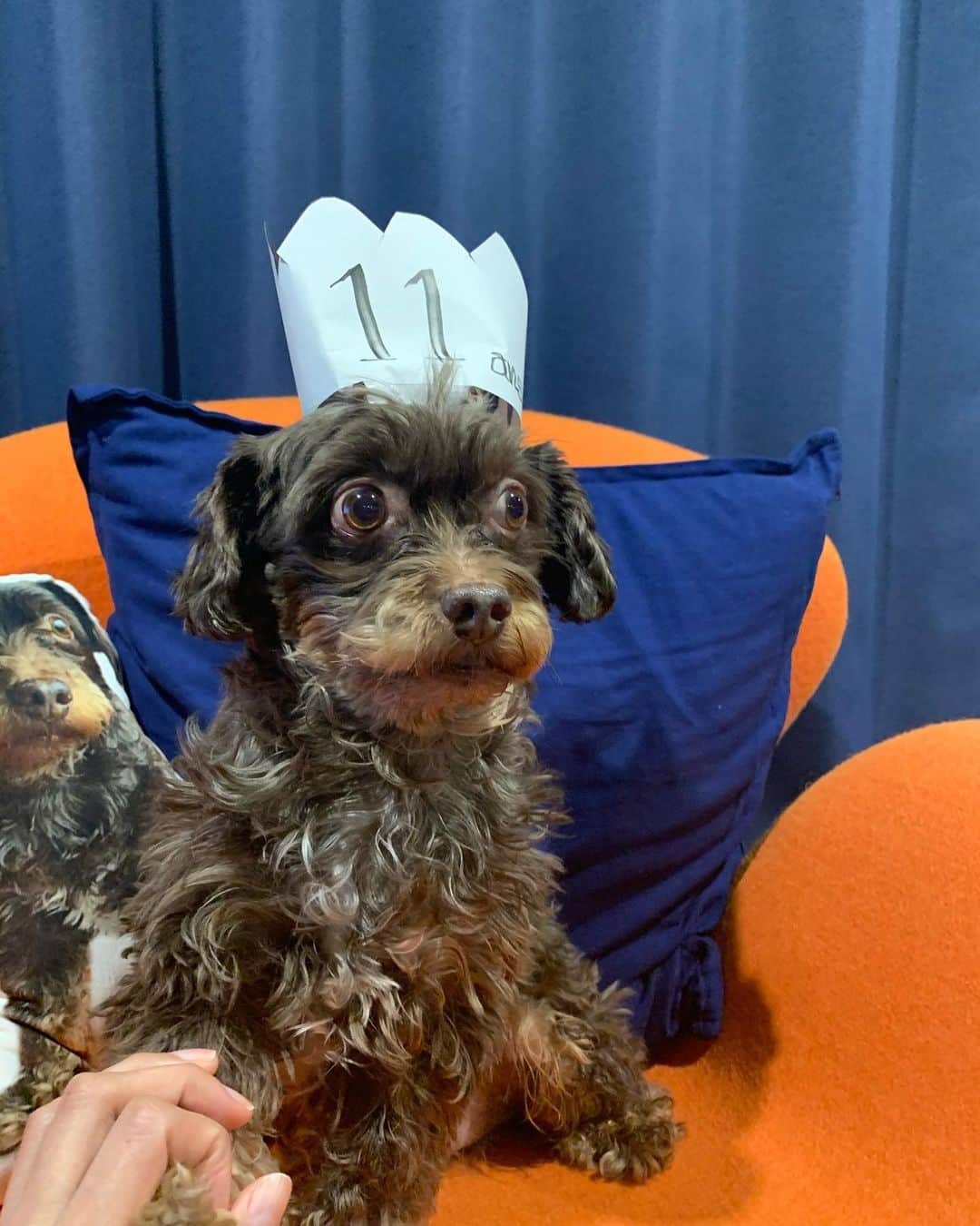 前田典子さんのインスタグラム写真 - (前田典子Instagram)「2月18日 は ぼくのたんじょうび　🎂 11歳になりました🐶  こう見えてもおじさん😅 犬の11歳は人間だと60歳ぐらい 玲さんと同じ😅60歳ちゃい #シニア犬  #いつまでも赤ちゃんみたい🤱 #ずっと可愛い💕🐶  #癒し犬 #元気で長生きしてね❤️ #ぐっちゃん  #親バカ　#チワプー#ペット#誕生日 #ミックス犬」2月18日 23時11分 - maenorichang