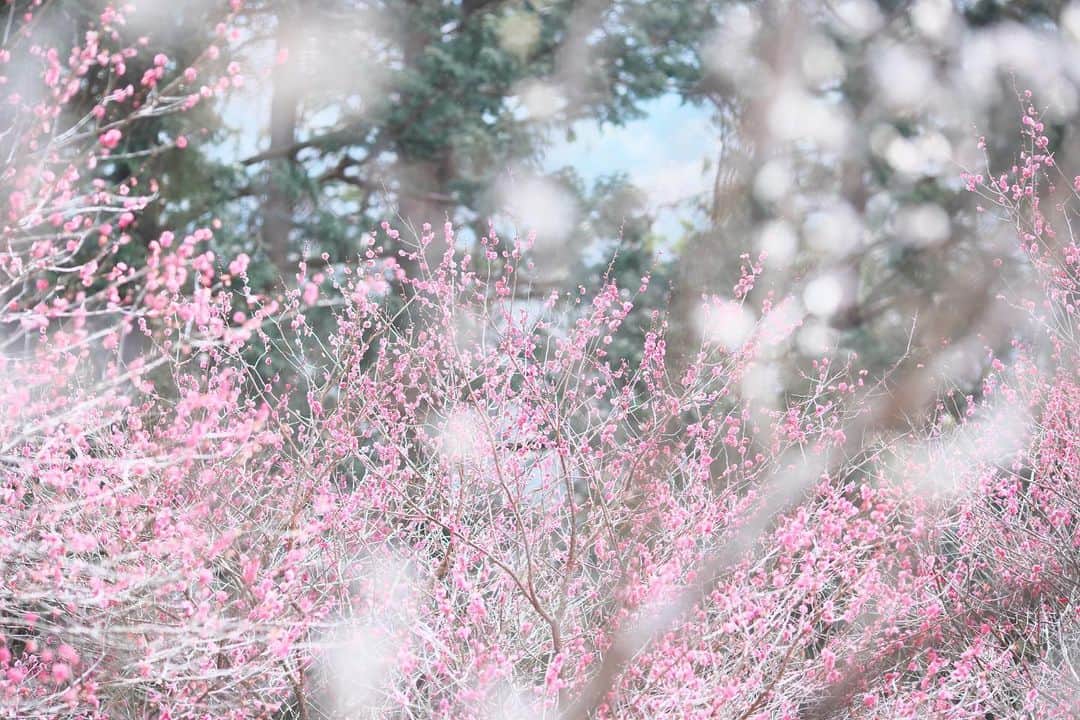 kiccyomuのインスタグラム：「☁️ 2022.02.19 Sat 初めての #湯河原梅林 見頃はまだまだ先だったけど… 咲いてる #梅 を📸 一面梅が咲いてる見頃の時期に また行ってみたい 人多そうだけど😅  週末、今日も元気に🤗  location #神奈川 ❣️ 📷撮影 2022年2月15日」