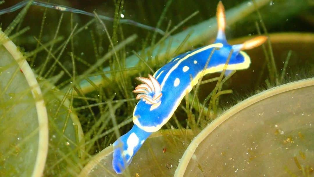 水原希子 さんのインスタグラム写真 - (水原希子 Instagram)「blue sea slug (Hypselodoris festiva)💙🧡 I saw this guy in lots of different places but every time when I see, I get so excited with his beautiful colors! When the sea slug looks in the camera, this slinky thing appears😅 Idk wut it iz?  青ウミウシちゃん💙 潜り始めに出会った時はめちゃ興奮したけど 結構どこにでもいる！いつ会っても可愛い💕 この綺麗な色に魅力される☺️💕 青ウミウシがカメラ目線になった瞬間、 謎のニョロニョロに妨害されたんだけど これはなんだろう？😂  #希子の海物語」2月19日 13時37分 - i_am_kiko