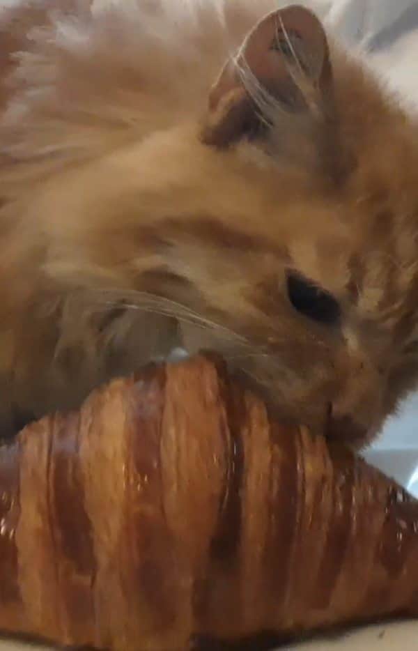 Homer Le Miaou & Nugget La Nugのインスタグラム：「Bonjour and happy caturday friends! Some nice people are worry to not see me anymore these days so i wanted to show you all how in shape, and french, i am 😸  2022 didn’t started very good and Humom is kinda depressed these days.. She is kinda living like a monk without answering dm or emails and eating pastries. But as you can see i still manage to make her laugh so she will be good! Please don’t be offended if she doesn’t answer your messages right away but she will when she gets happy again 😉 Take care of you, we fluff you all 😽 • • • • • #grosgourmand #croissant #gourmandise #sneakycat #gotcha #cantresist #frenchcat #miam #seniorcatsrock #fuckyouiamcat #leschatscesbranleurs #viedechat #citrusnation #catlife #catvideo #lolcat #cats_of_instagram #catsofinstagram」