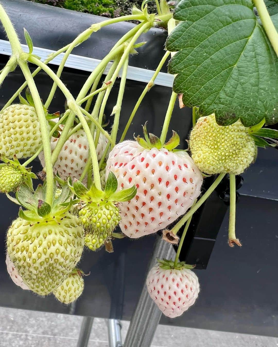奥原ゆきのさんのインスタグラム写真 - (奥原ゆきのInstagram)「いちご狩りしてきた🍓 . いくらでも食べられる気がするけど、10分？15分位でお腹いっぱいになっちゃった😌 桃薫っていう品種が、いちごなのに桃の香り？風味？がして新鮮🙃🍑 色々食べ比べできて楽しかった〜  #いちご狩り #週末旅行 #白ニット」2月19日 21時03分 - yukino_okuhara